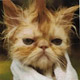 Brugers avatar